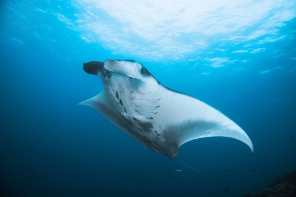 Diving experiences in the Maldives